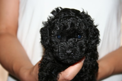 トイプードルブラック(黒色)の子犬メス、生後5週間画像