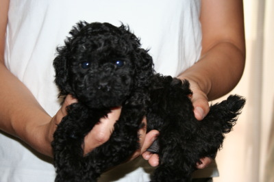 トイプードルブラック(黒色)の子犬メス、生後5週間画像