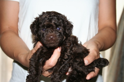 トイプードルブラウンの子犬オス、生後5週間画像