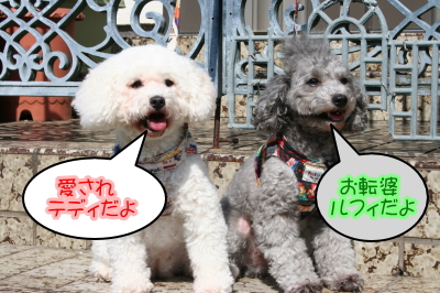 トイプードルシルバーとホワイトの成犬メス画像