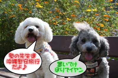 トイプードルシルバーとホワイトの成犬メス画像