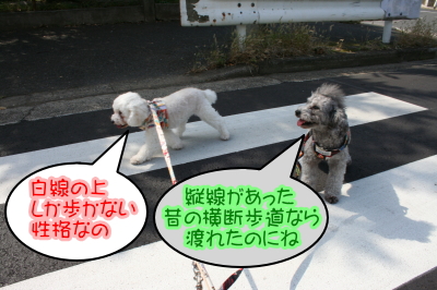 トイプードルシルバーとホワイトの成犬メス画像