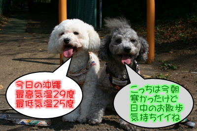 トイプードルシルバーとホワイトの成犬メス画像