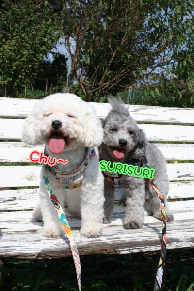 トイプードルシルバーとホワイトの成犬メス画像