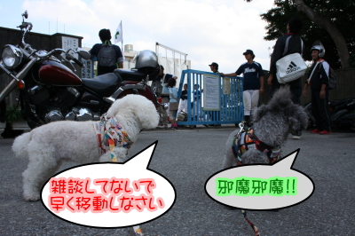 トイプードルシルバーとホワイトの成犬メス画像
