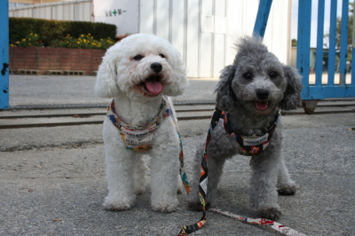 トイプードルシルバーとホワイトの成犬メス画像