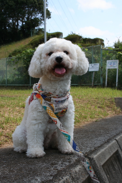 トイプードルホワイトの成犬メス画像