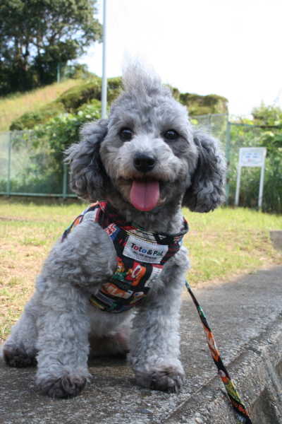 トイプードルシルバーの成犬メス画像