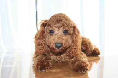 トイプードルレッドの子犬オス 生後８ヶ月 A Happy Dog Life ブリーダーブログ