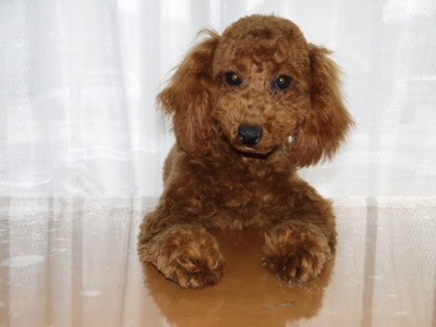 トイプードルレッドの子犬オス、生後6ヶ月画像