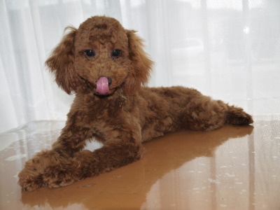 トイプードルレッドの子犬オス、生後6ヶ月画像