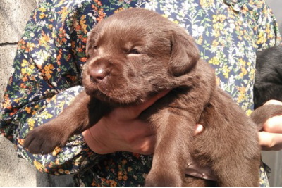 ラブラドールチョコ(チョコラブ)の子犬メス、生後1ヶ月画像