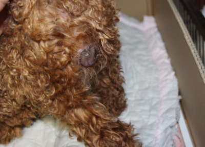 トイプードルレッド犬の出産(お産)画像