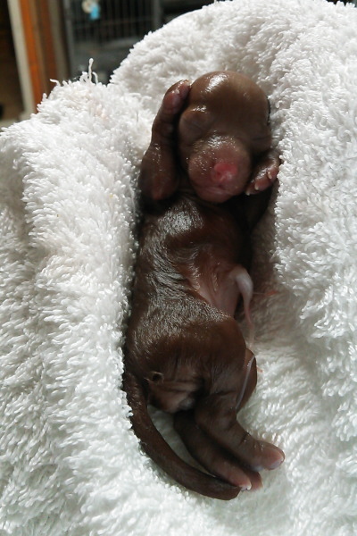 トイプードルレッド犬の出産(お産)画像
