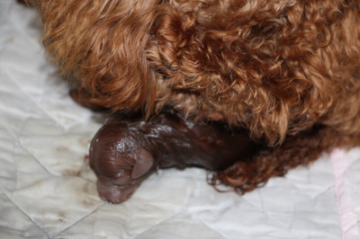 トイプードルレッド犬の出産(お産)画像