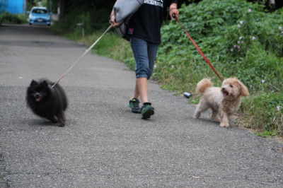 ポメラニアン黒(ブラック)とトイプードルとシーズーのミックス犬画像
