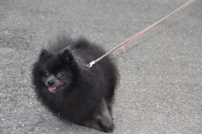 黒ポメ画像