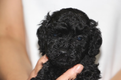 トイプードルブラック(黒色)の子犬オス、生後5週間画像