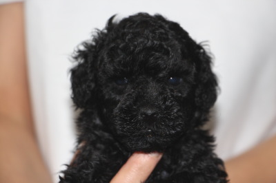 トイプードルブラック(黒色)の子犬オス、生後5週間画像