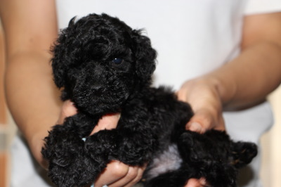 トイプードルブラック(黒色)の子犬オス、生後5週間画像