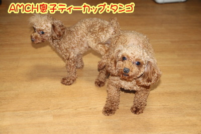 トイプードルレッド犬の交配、種オスティーカッププードルレッドタンゴ画像