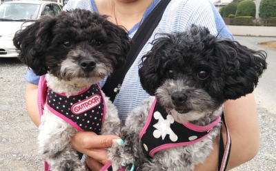 トイプードル白黒パーティーの多頭飼い 千葉県市川市ティアラ カーラちゃん A Happy Dog Life ブリーダーブログ