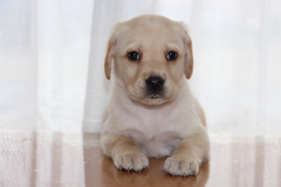 ラブラドールイエロー(クリーム色)の子犬メス、生後50日画像