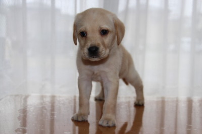 ラブラドールイエロー(クリーム色)の子犬メス、生後50日画像