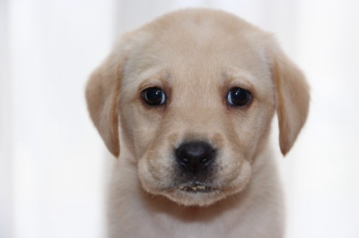 ラブラドールイエロー(クリーム色)の子犬メス、生後50日画像