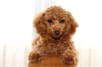 トイプードルレッドの子犬メス、生後4ヶ月画像