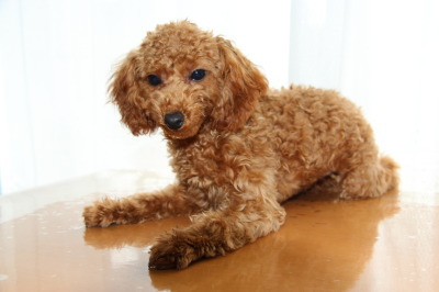 トイプードルレッドの子犬メス、生後4ヶ月画像