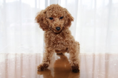 トイプードルレッドの子犬メス、生後4ヶ月画像