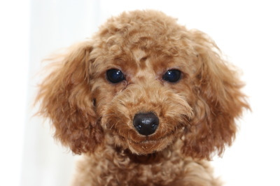 トイプードルレッドの子犬メス、生後4ヶ月画像