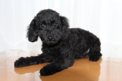 トイプードルブラック(黒色)の子犬オス、生後3ヶ月画像