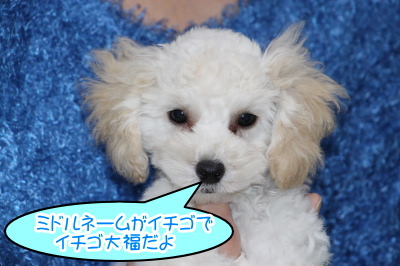 トイプードルホワイト(白色)の子犬オス、生後3ヶ月画像