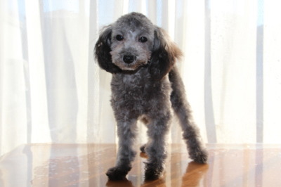 ティーカップサイズのトイプードルシルバー グレー の子犬メス 生後半年 A Happy Dog Life ブリーダーブログ