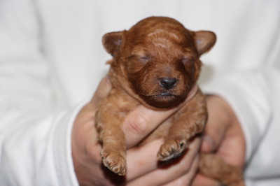 トイプードルレッドの子犬オス、生後2週間画像