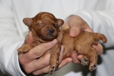トイプードルレッドの子犬オス、生後2週間画像