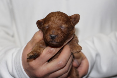 トイプードルレッドの子犬オス、生後2週間画像