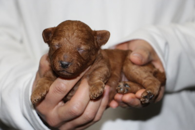 トイプードルレッドの子犬メス、生後2週間画像