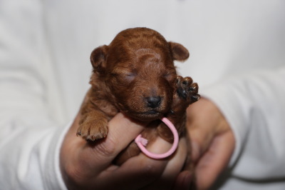 トイプードルレッドの子犬メス、生後2週間画像