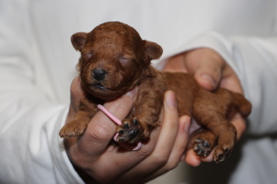 トイプードルレッドの子犬メス、生後2週間画像