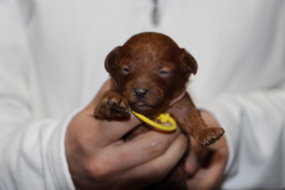 トイプードルレッドの子犬メス、生後2週間画像