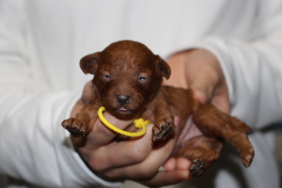 トイプードルレッドの子犬メス、生後2週間画像