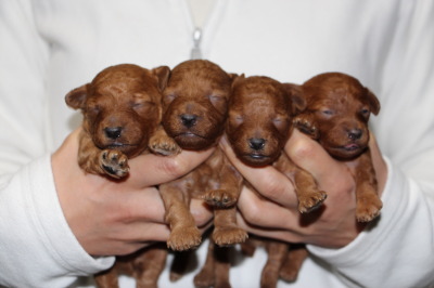 トイプードルレッドの子犬オス1頭メス3頭、生後2週間画像