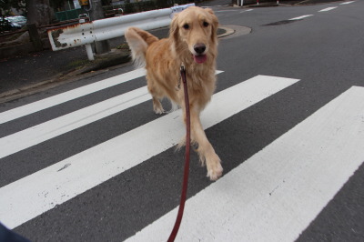 ゴールデンレトリバー散歩画像
