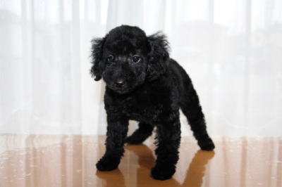 トイプードルブラック(黒色)の子犬メス、生後2ヶ月画像