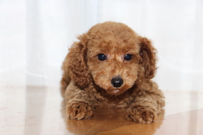 トイプードルレッドの子犬オス、生後2ヶ月画像