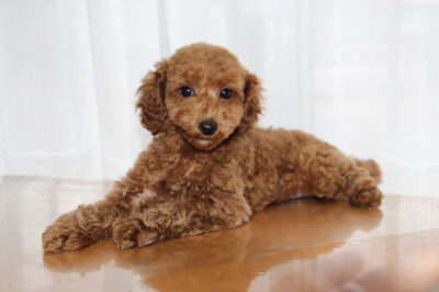トイプードルレッドの子犬オス、生後2ヶ月画像