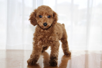 トイプードルレッドの子犬オス、生後2ヶ月画像